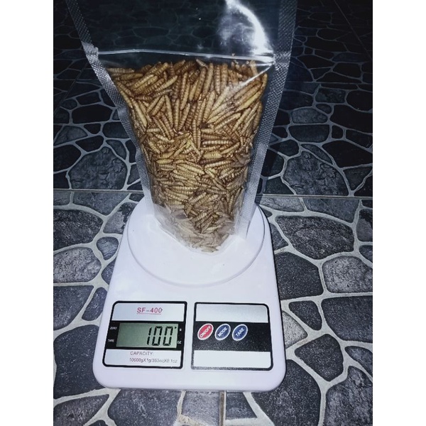 maggot BSF kering 100gram