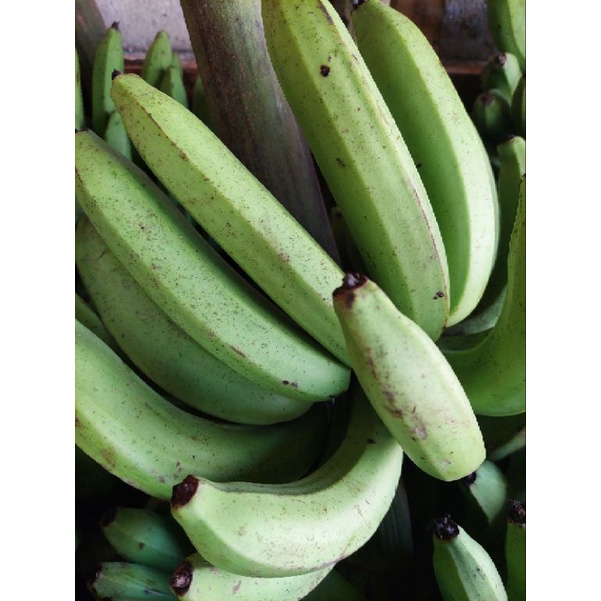 

Pisang Hijau Organik