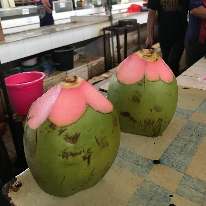 Bibit Kelapa Wulung_Kelapa Wulung