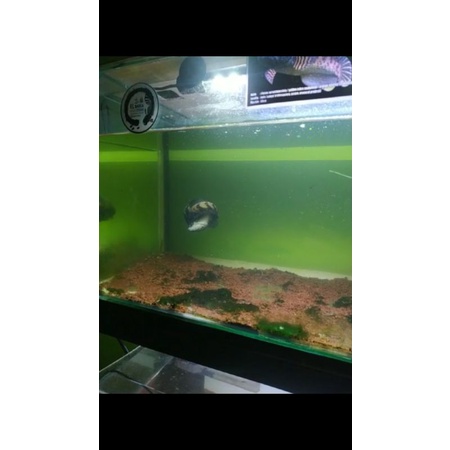 Channa asiatica rsws pair proven 19-21cm