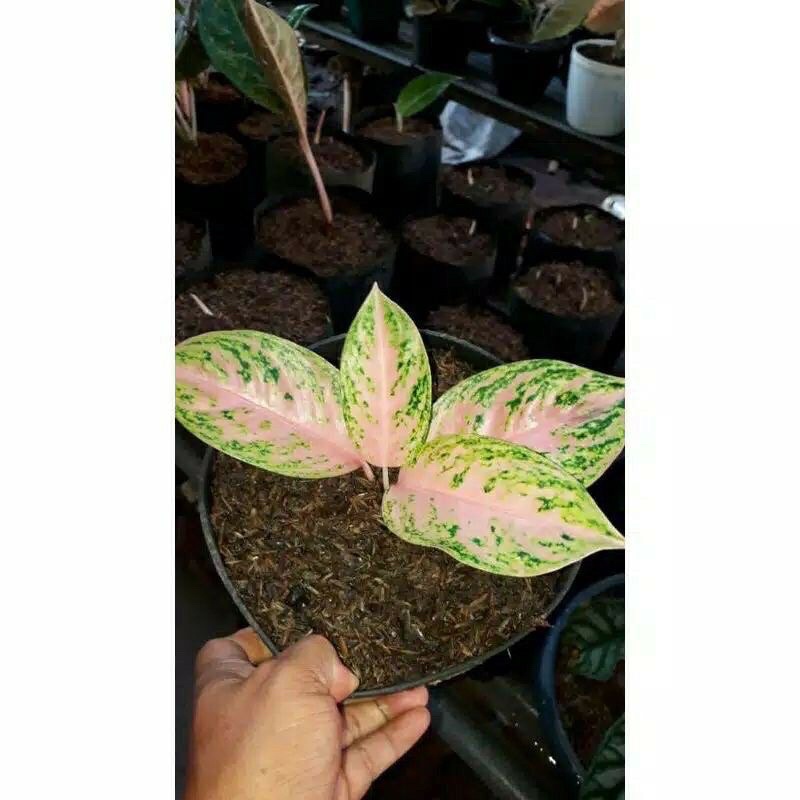 promo aglonema gadis anakan