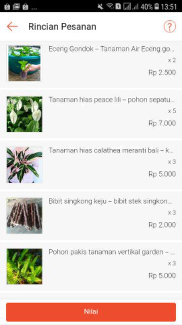 Pohon Pakis Tanaman Vertikal Garden - Tanaman Hias Pakis Kelabang