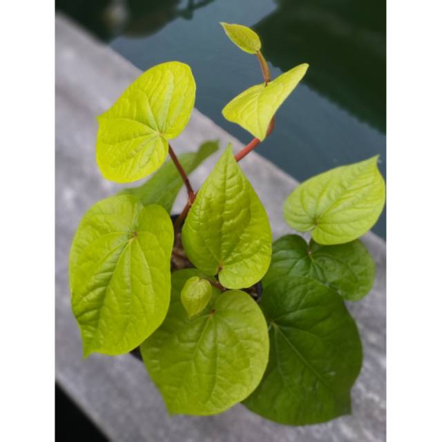 bibit tanaman sirih hijau (Daun sirih hijau batang merah)