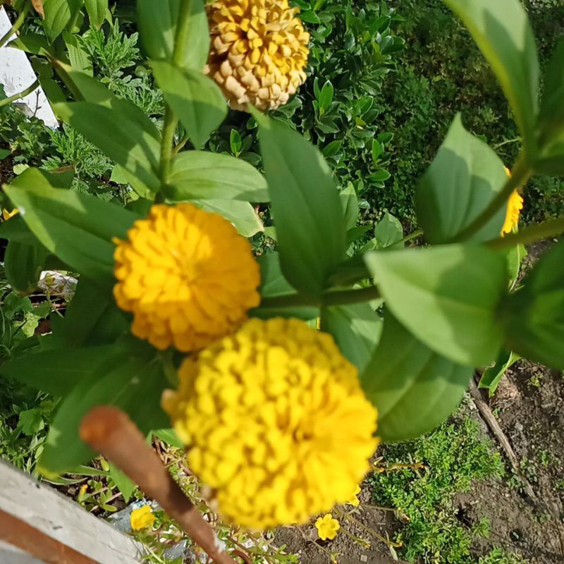 bunga zinia /bunga kertas tumpuk kuning