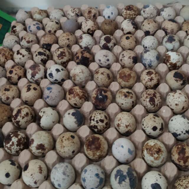 Telur puyuh pertile