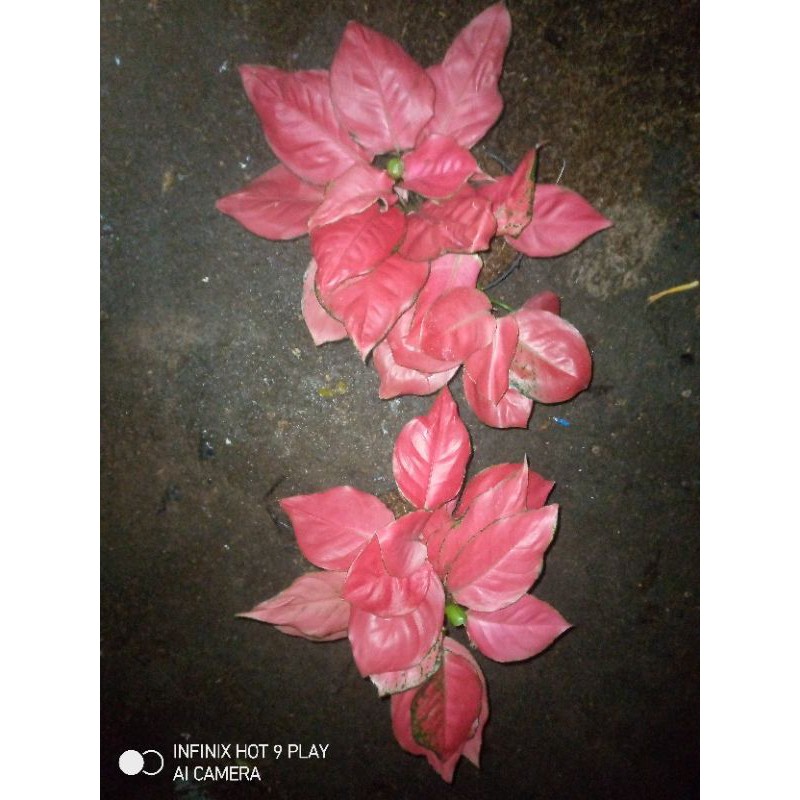 aglaonema pink chatrine