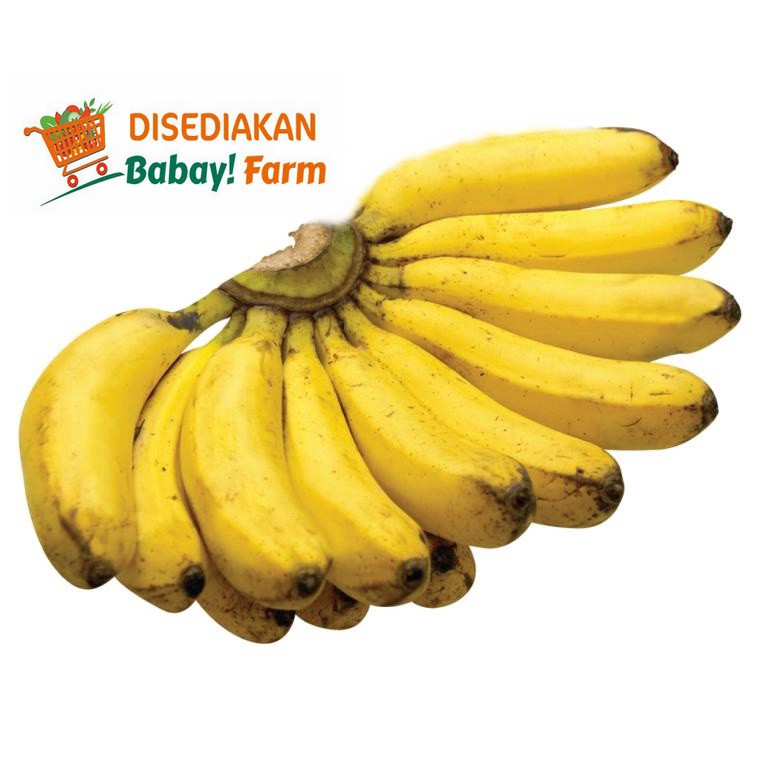 

Buah Pisang Susu per 1 Sisir