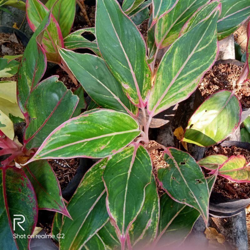 aglonema siam aurora/ lipstik pink lipstik klasik