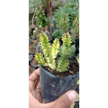 kaktus varigata/kaktus murwh/kaktus pasaman