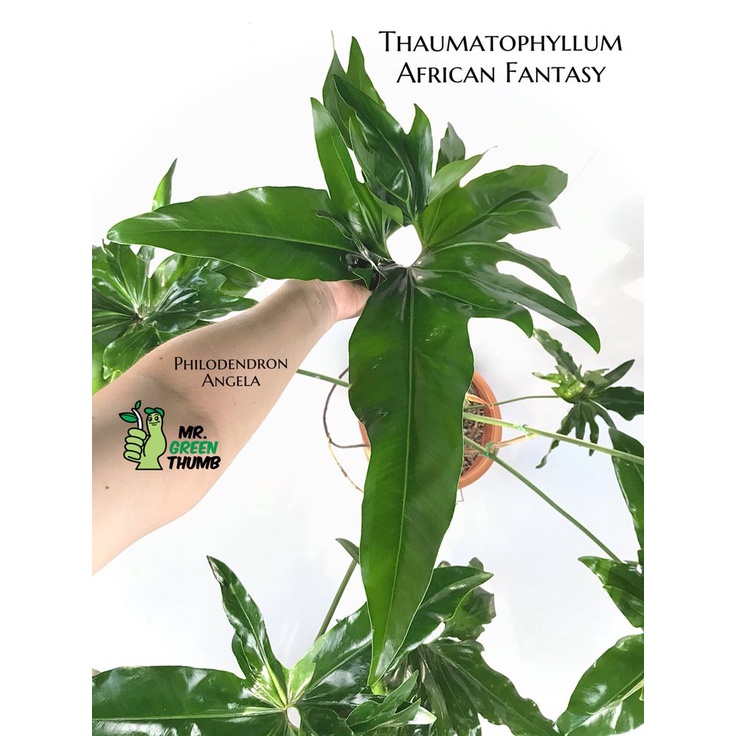 Philodendron Angela / Philodendron Mercy / Philo Angela / Philo Mercy