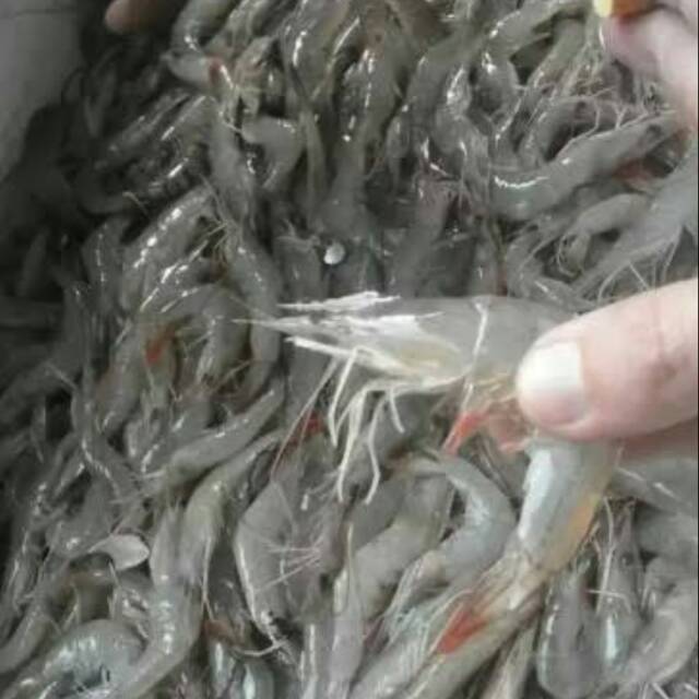 

udang fresh