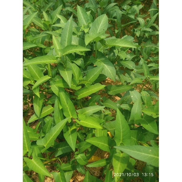 

kangkung sawah tanpa pestisida