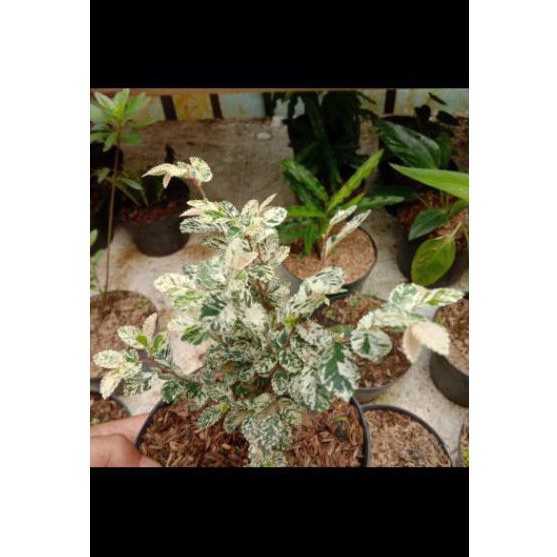 hulmus / ulmus varigata bahan bonsai