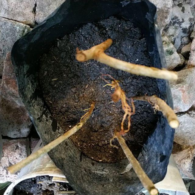 4 Stek Batang Atau Bibit/tanaman Cincau Hijau Banyak Manfaat