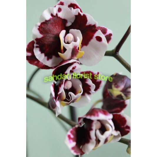 ANGGREK DENDROBIUM RED BLACK/ SEDLING ANGGREK DENDROBIUM / TANAMAN
