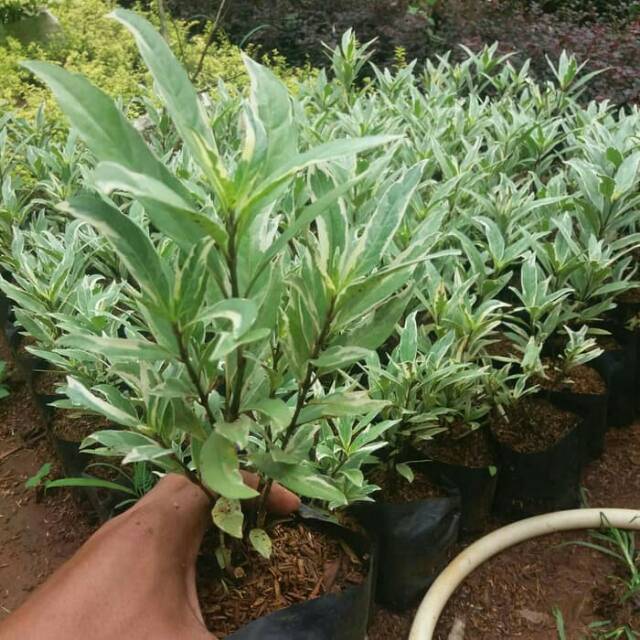 Tanaman hias gandarusa rawelia varigata & pohon pagar