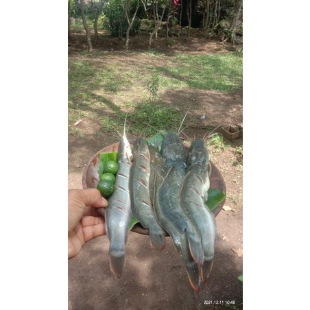 

ikan lele daging segar 500 gram