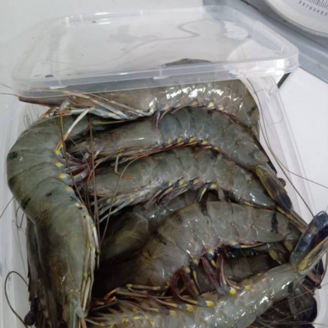 

Udang black tiger asal lampung Size besar isi 30ekor/kg @ IDR 130rb.