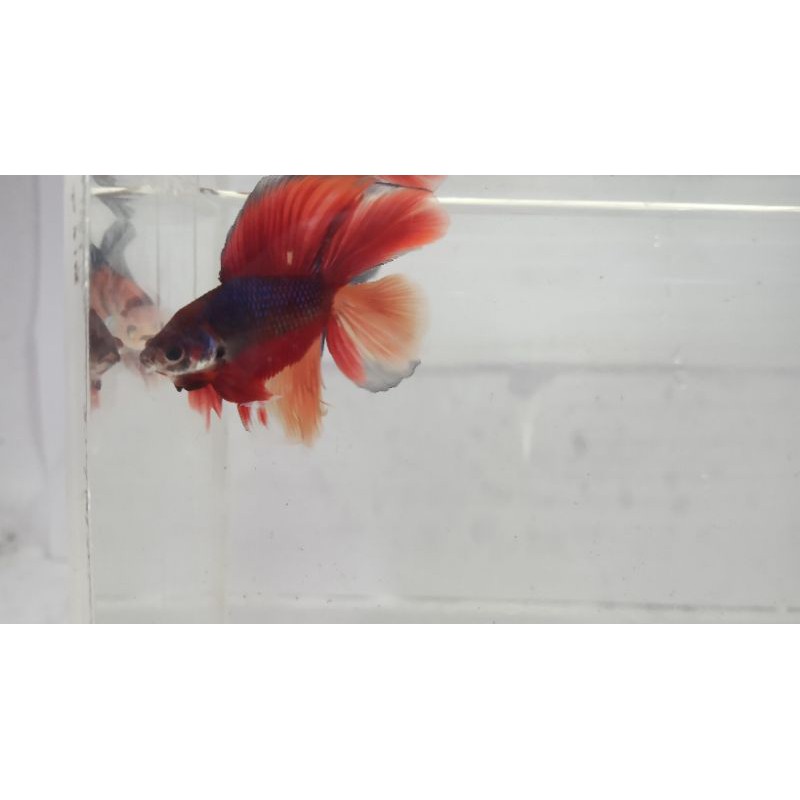 Halfmoon Double Tail Nemo Armageddon