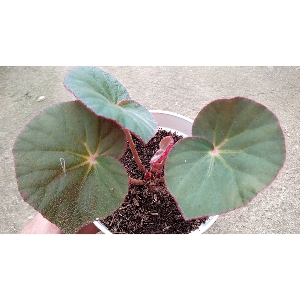 READY TANAMAN BUNGA BEGONIA RED CARPET BEGONIA KARPET MERAH MANTILI TANAMAN BEGONIA