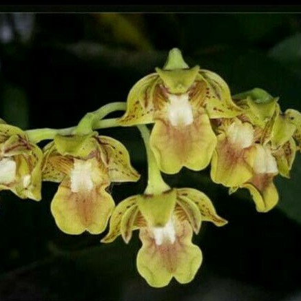 Promo Bibit Tanaman Hias Anggrek Dendrobium Bifalce