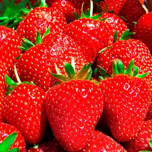 Jual Bibit Benih Biji Buah Giant Strawberry - Biji Tanaman Pohon ...