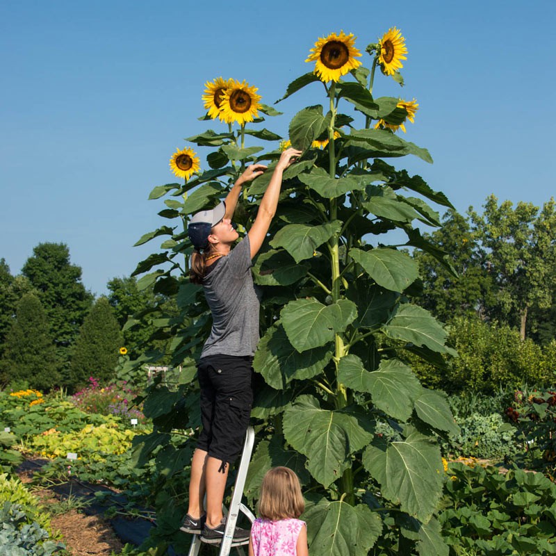 Benih Bibit Biji - Sunflower Skyscraper Bunga Matahari Pencakar Langit Jumbo Raksasa Flower Seeds - IMPORT