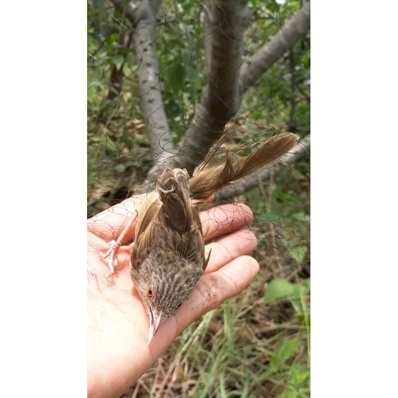 20M x 3M JARING BURUNG KECIL SIAP PAKAI