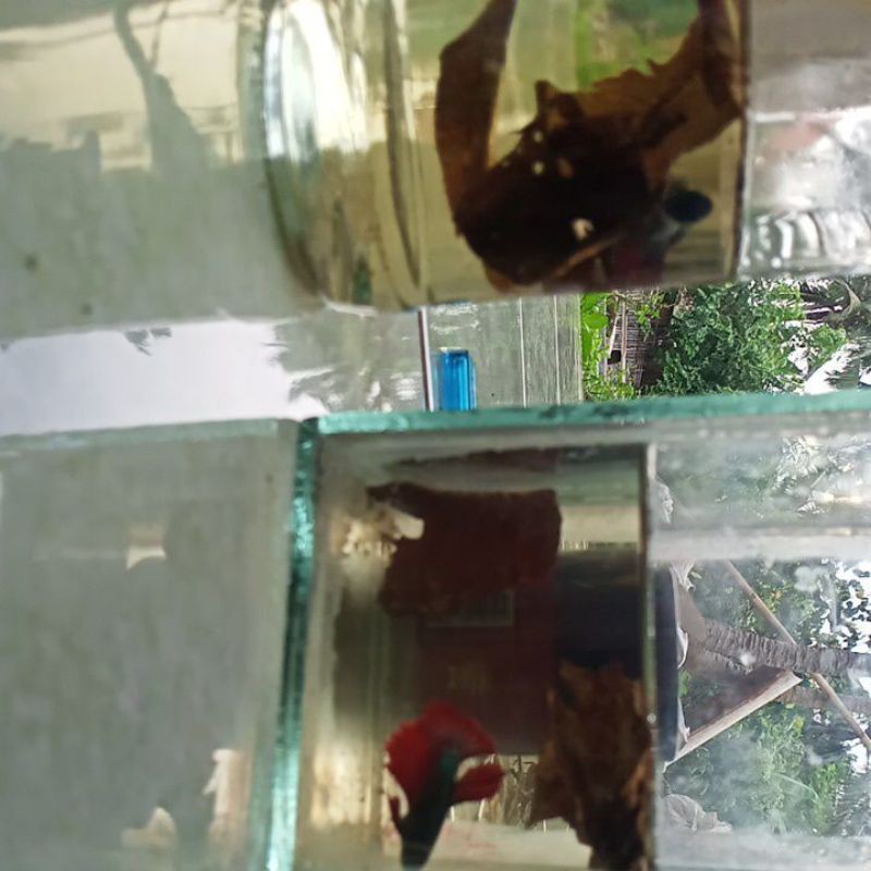 ikan hias cupang halfmoon