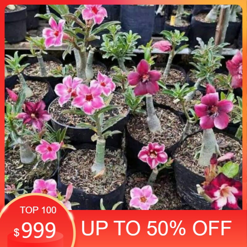 pohon bonsai adenium-bibit bonsai adenium jepang