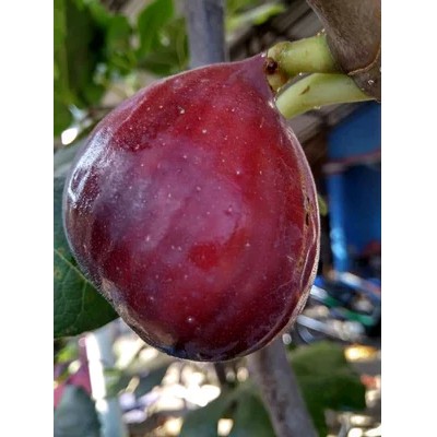 Bibit Buah Tin Buah Merah Jumbo