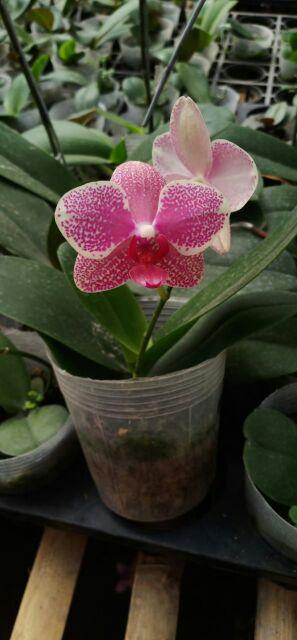 Couple Batik Keluarga Terbaru Sania Ruffle Batik Couple Ori Ndoro Jowi Dnt Garansi Termurah Mataram