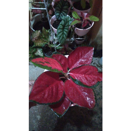 Aglonema SUKSOM JAIPONG