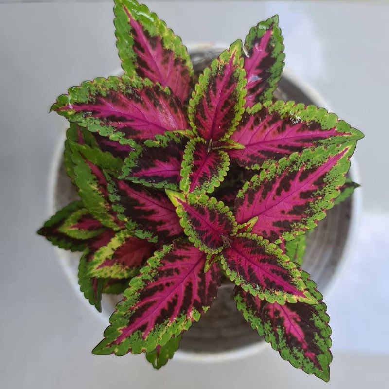 Tanaman Herbal Miana Batik -  Tanaman hias -Tanaman miana batik