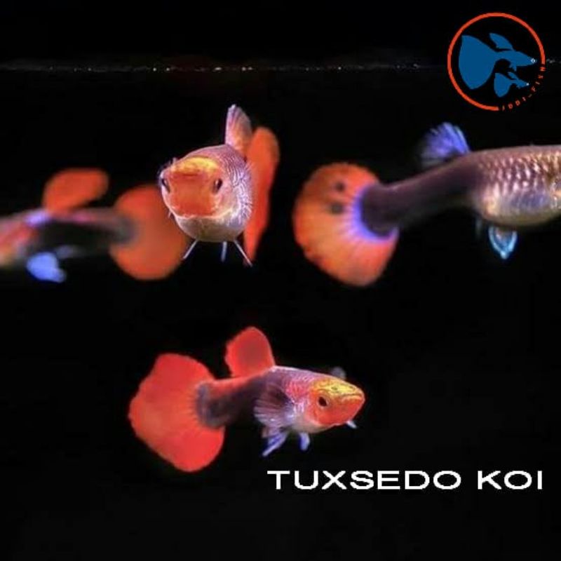 ikan Guppy tuxsedo koi