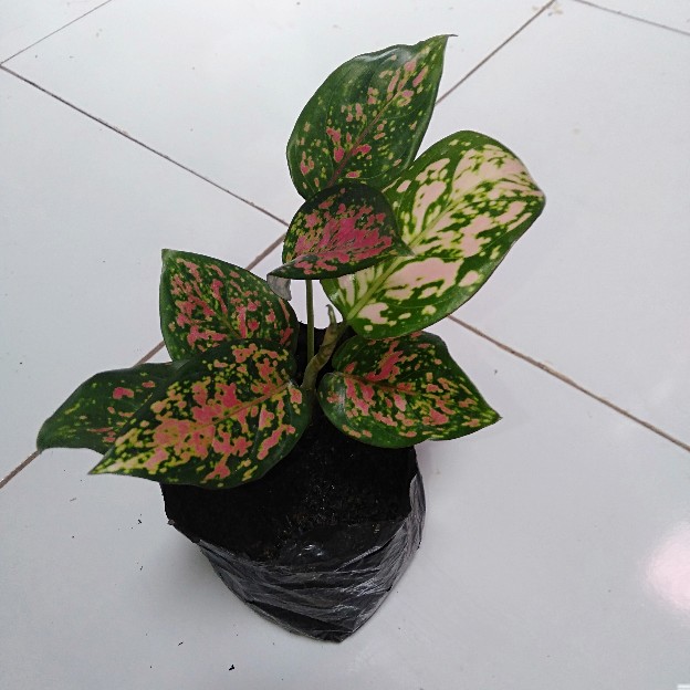 Harga Special Dud Anjamani