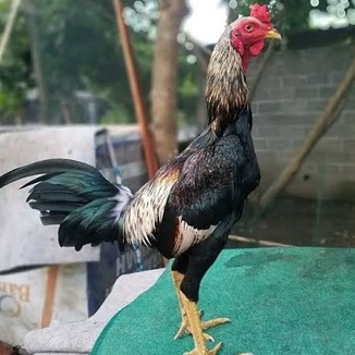 TELUR AYAM BANGKOK PAMA MANGON NINJA FULL BRAKOT UNTUK DITETASKAN FERTIL ASLI