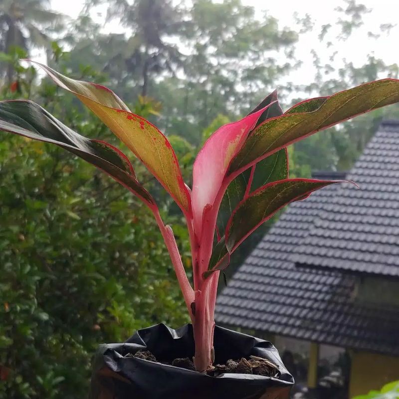 Aglonema lipstik merah