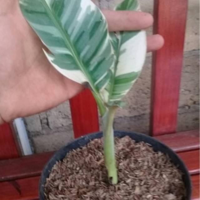 Bonggol Tanaman hias- jenis pisang varigata asli-pisang varigata-tanaman hidup