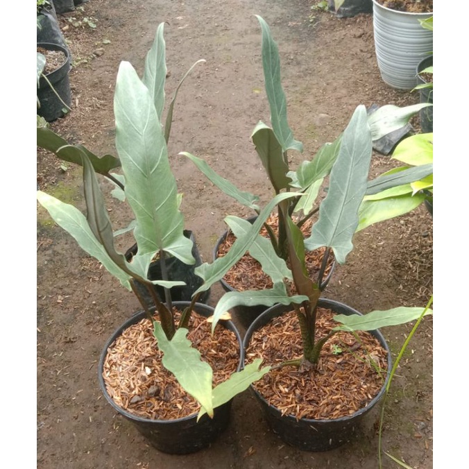 paket 4 pot tanaman keris Papua