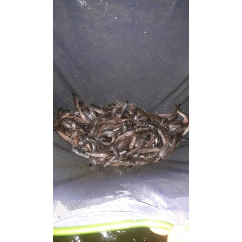 BIBIT LELE MURAH ukuran 5-6 cm [ TERLARIS ]