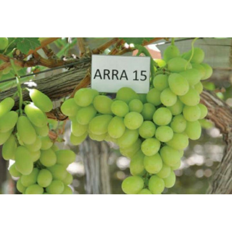 bibit anggur import arra 15