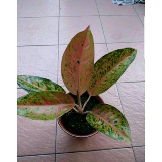 Tanaman hias aglonema  bigroy aglaonema  big  roy  tanaman 