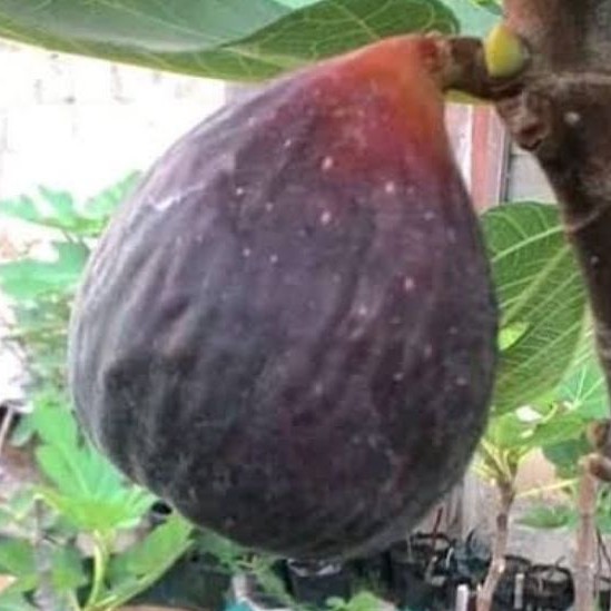 Bibit buah tin hitam jenis langka Morocco Alter | fresh cangkok bibit tin