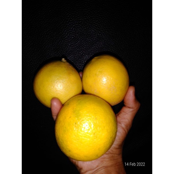 

buah lemon california