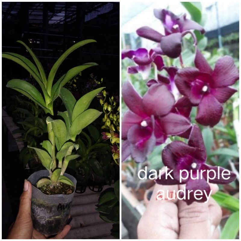 anggrek hitam gelap dewasa