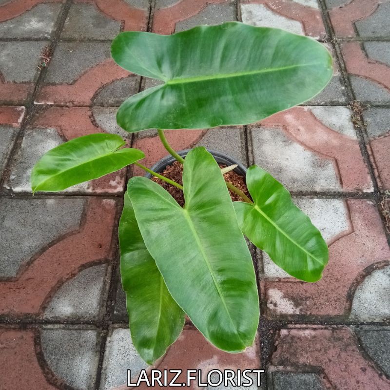Philodendron Burle Marx