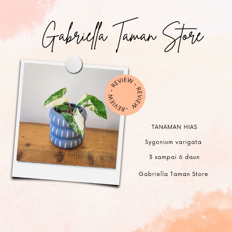 PROMO TANAMAN HIAS SYGONIUM VARIGATA