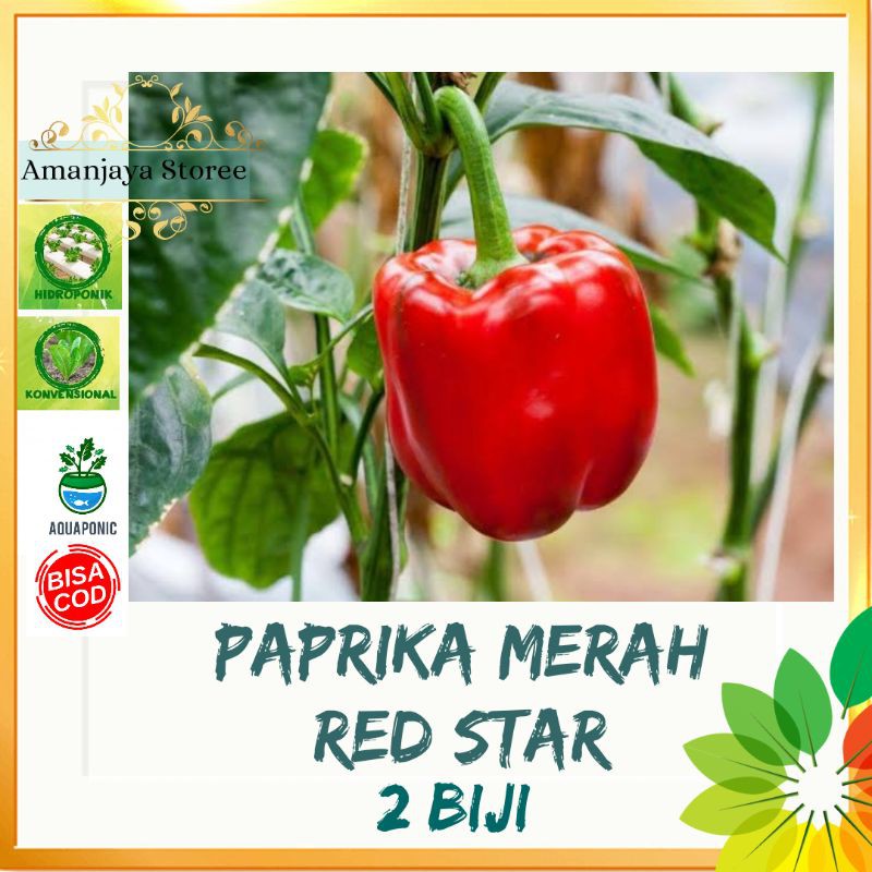 2 biji BENIH PAPRIKA MERAH RED STAR