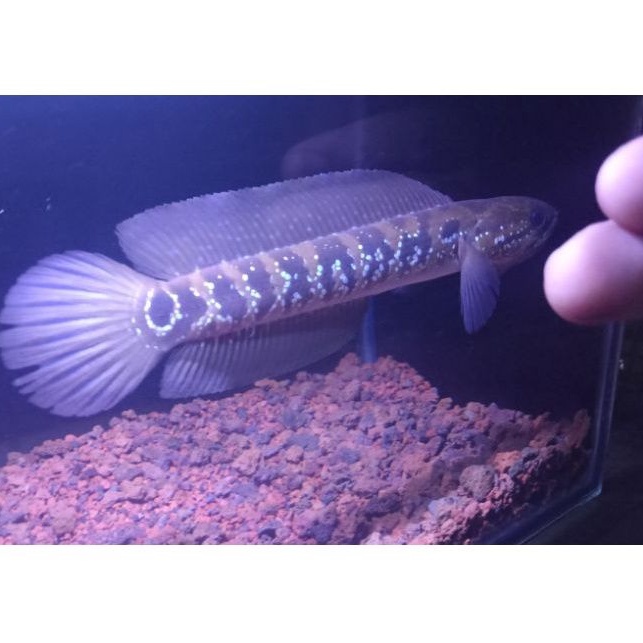 Channa Asiatica rsws dom rs jual KOLPRI Gondrong